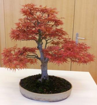 zur Bildgalerie Regio-Bonsai Show 2013